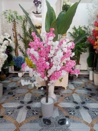 اشجار ورد • متجر سعفة • حي الجمعية الاولى