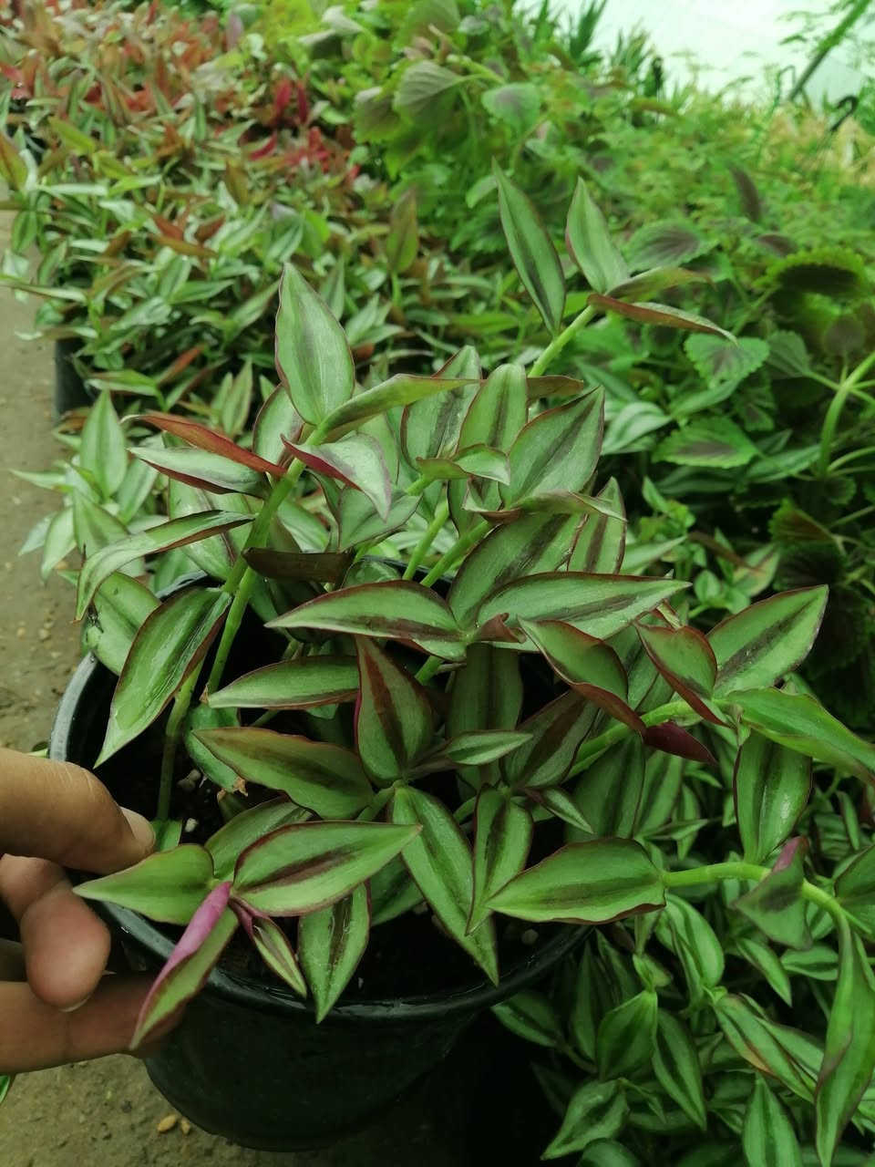 ((مشتل حديثة المركزي))
الموقع #
قرب دائرة البريد بسوق حديثة
دائما مستمرين وياكم

 ب((٢٠٠٠ )) فقط
كل ٣ب٥الاف 
عرووووضنا  وبأسعار بلاششششششش🙂✌️
فقط وبس يمنا)) 😉🌺✌️

لاستفسار زورو صفحتنا أو الاتصال على الرقم
***********
اهلاوسهلا بالجميع ❤️
