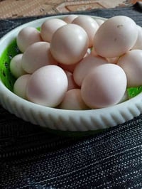 بيض دجاج ملقح • سلة كاملة • كربلاء حي الزهراء