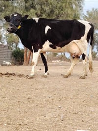 بقرة حلوب • مع عجل • بابل شوملي