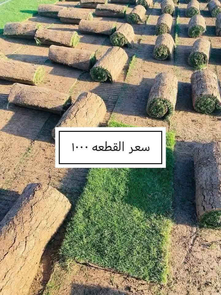 السلام عليكم ورحمة الله وبركاته
كل عام وانتم بالف خير وصحه وسلامه 

إخواني الكرام 🌱
منشور جديد يتضمن تخفيض الأسعار ، شرط كما في الصورة.. 

للاستفسار أو لمعرفة الموقع بشكل أدق، راسلونا على الواتساب:

📞 ***********
📞 ***********

نوفّر لكم أفضل الأصناف من حيث الجودة والنوعية.

📍 العنوان:
بغداد – اليوسفية – الرضوانية الشرقية
طريق معمل زينب مشتل الرضوانية 
مجاور الملعب ومحطة الخليج لغسل السيارات.

كميات محدودة
١.ددونيا 600جمله
٢َ.كاربس متر إلى، متر وربع 1000
٣.جوري عراقي 1500
٤.ثيل هندي متر مربع 2000
٥.زيتون متر 1500
٦.برتقال متر 2000
٧.برتقال مترين سندانه خمس سنوات 9000
٨.لالنكي اكينو متر ونص 3500
٩.نومي حامض عراقي متر وستين فما فوق 3500
10.اكاسيا مصريا متر وستين إلى مترين 5000
١١.غلنطوز متر وثمانين إلى مترين 1500
١٢.البيزيا لبخ متر وسبعين إلى مترين 4000

📞 أرقام المشتل:
*********** (واتساب)
***********

---

🌳 الأسعار والأنواع

📍 موقع المشتل على الخريطة:
https://maps.app.goo.gl/EfkBiYR7ezQDtA6v5

حياكم الله وتشرفونا بزيارتكم 🌿

