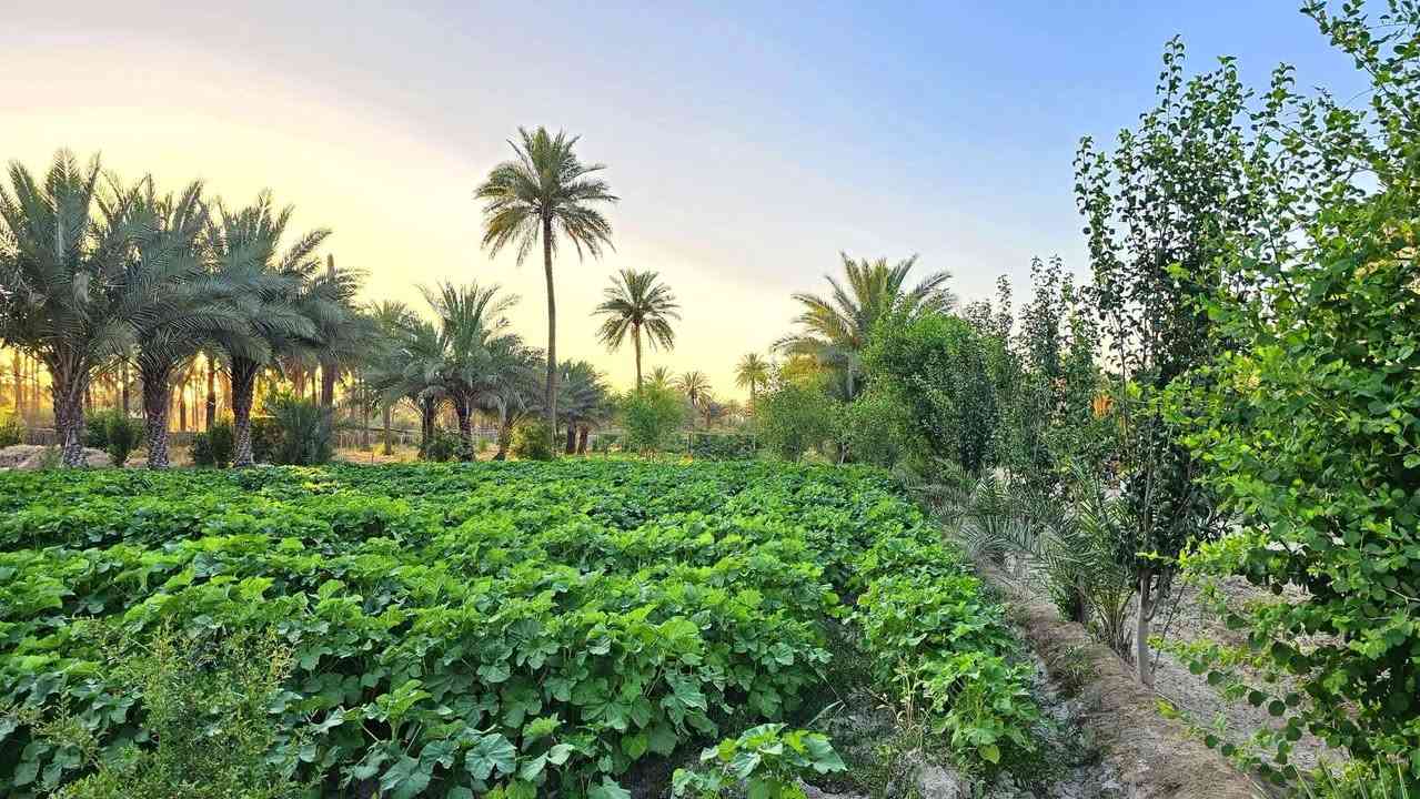مزرعة مثالية في كربلاء💯
✅️مزرعة للبيع مساحة 
عشرة دونم واجهة 50 متر  
وجه على نهر وتبليط مباشر 
تحتوي على 400 نخلة ملونة 
تحتوي على 900 شجرة مثمرة 

✅️متوفرة كافة الخدمات
تبليط، ماء، كهرباء، مدارس 
طابو سند 25 سند مستقل 
منفرد بإسم شخص واحد 

✅️الموقع كربلاء - منطقة الدويهية 
شارع طويريج كربلاء عمود 380
تبعد عن شارع طويريج كربلاء 5 كم 
تبعد من مركز مدينة كربلاء 15 كم 

💰سعر المزرعة// مليار  

📍فقط العنده فلوس نقد وجاهز للشراء يتصل 

📞***********
 
ضرغام العلياني للعقار المكتب مجاز رسميا 
🌹🌴متابعه الصفحه ليصلك أفضل عروض البساتين

