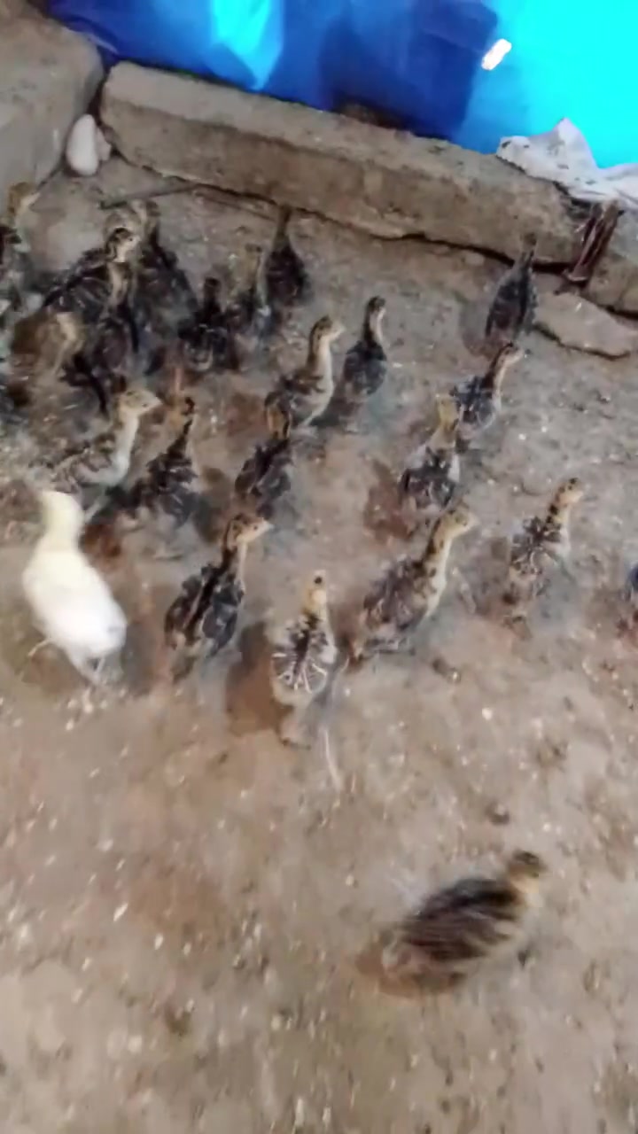 يتوفر لدينا افراخ فسيفس ابرونزي امريكا اسود للبيع بعمر 15يوم المكان الموصل ناحيه النمرود قريه حويجه الحصان الرقم ***********
