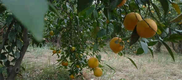 بستان 1500 متر للبيع طابو زراعي سند 25 تحويل مباشر بسم المشتري العنوان بغداد ناحية الراشديه منطقة المراسمه تتوفر جميع الخدمات للاستفسار الاتصال على الرقم *********** مكتب العبيدي للعقار
