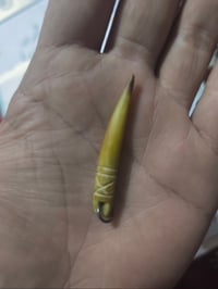 ناب • عظم • للبيع