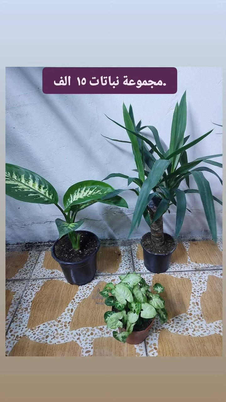 نباتات طبيعية للبيع هولنديه يوجد توصيل جميع محافظات


**إذا كنت صاحب هذا الإعلان وتريد حذفه لأي سبب، رجاءا أرسل رسالة إلى الدعم الفني**