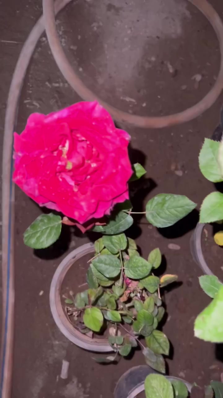 يابة العروض ويانة متخلص كل 3 وردات ب10 الف والتوصيل مجاني 
#مشتل_المقتم


**إذا كنت صاحب هذا الإعلان وتريد حذفه لأي سبب، رجاءا أرسل رسالة إلى الدعم الفني**