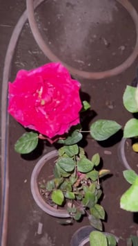 ٣ وردات • توصيل مجاني • مشتل المقتم