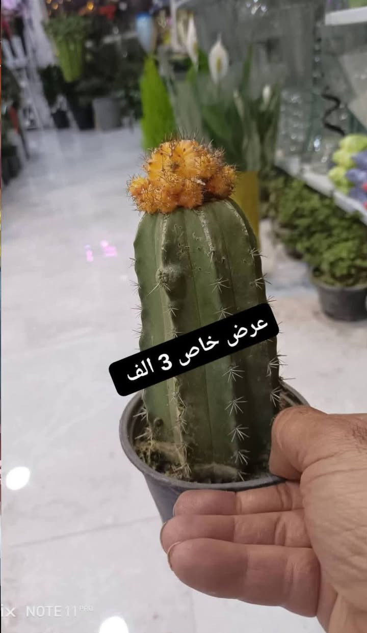 عرض خاص بمناسبة العيد....الانبار الرمادي العزيزية مكان الجديد...من جهة شارع العام  شارع ميسلون  اول فرع على اليمين *********** ... يوجد توصيل داخل الرمادي...
