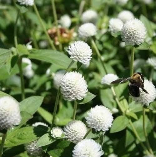 توفرت بذور متسلق شاي ازرق

مغلف الفين يوجد توصيل 
الحجز برسالة
اذا ماوصلت رسالة نبهوني بتعليق


**إذا كنت صاحب هذا الإعلان وتريد حذفه لأي سبب، رجاءا أرسل رسالة إلى الدعم الفني**