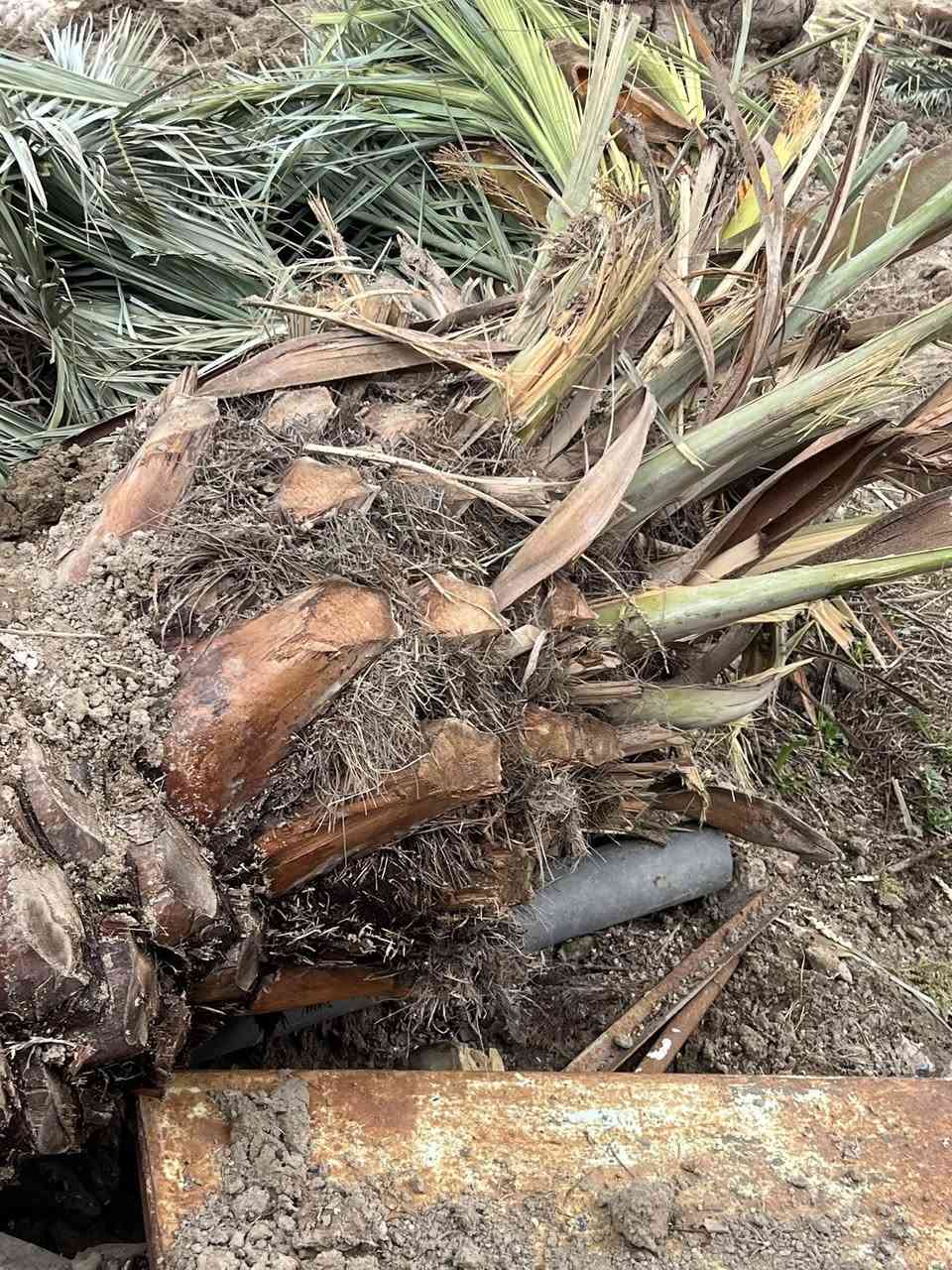 السلام عليكم عندي نخل كثر وحده
@إشارة
مثل ماموضح بالصوره يرهم شتال ويرهم جمال العنوان الطيفية كيلو 14ا لاتصال ***********  /***********
