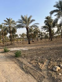 ١ دونم • طابو ملك صرف • واجهة ٢٣م