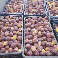 تين عبيد • مقاوم حرارة وملوحة • سكري جدًا