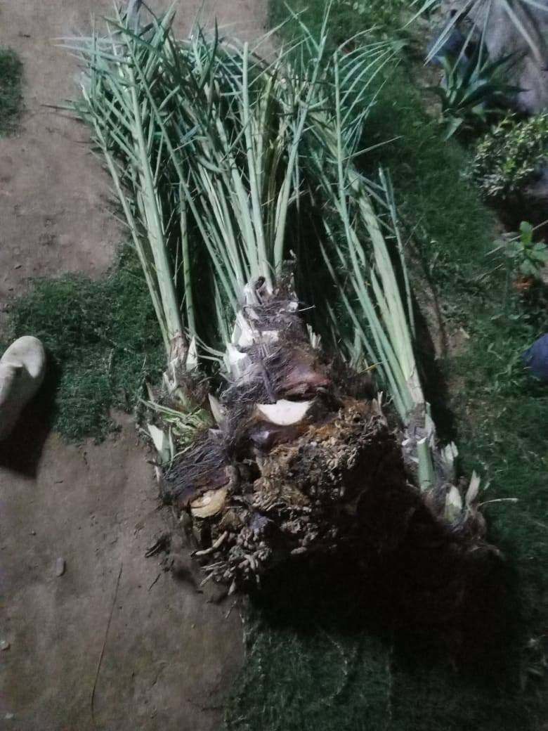 السلا عليكم رمضان كريم يوجد شتل كافه اصناف النخيل  الأصناف مضمونه حسب نوعيتها ونكدر ننقل الشتل ونزرعو الك
 الاسعار من ٢٠الف الى ٨٠الف حسب النوعية والعمر 
 المكان الضلوعية 
هاتف ***********
