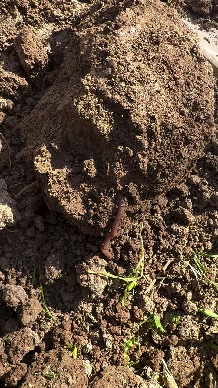 من اهم الكائنات الحية المفيدة للتربة والتي تساهم في تهويتها وتحسين مواصفاتها 
هذه الديدان مهمة جدا لذلك للحفاظ عليها يجب عدم الافراط بأستخدام الكيميائيات ( اسمدة ومبيدات ) للمحافظة على خصوبة التربة 
مكتب النور الزراعي ( شركة الماس الاصفر )
بغداد - اليوسفية - علوة الرمل  
***********
***********
