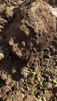 ديدان التربة • تحسين التربة • بغداد اليوسفية