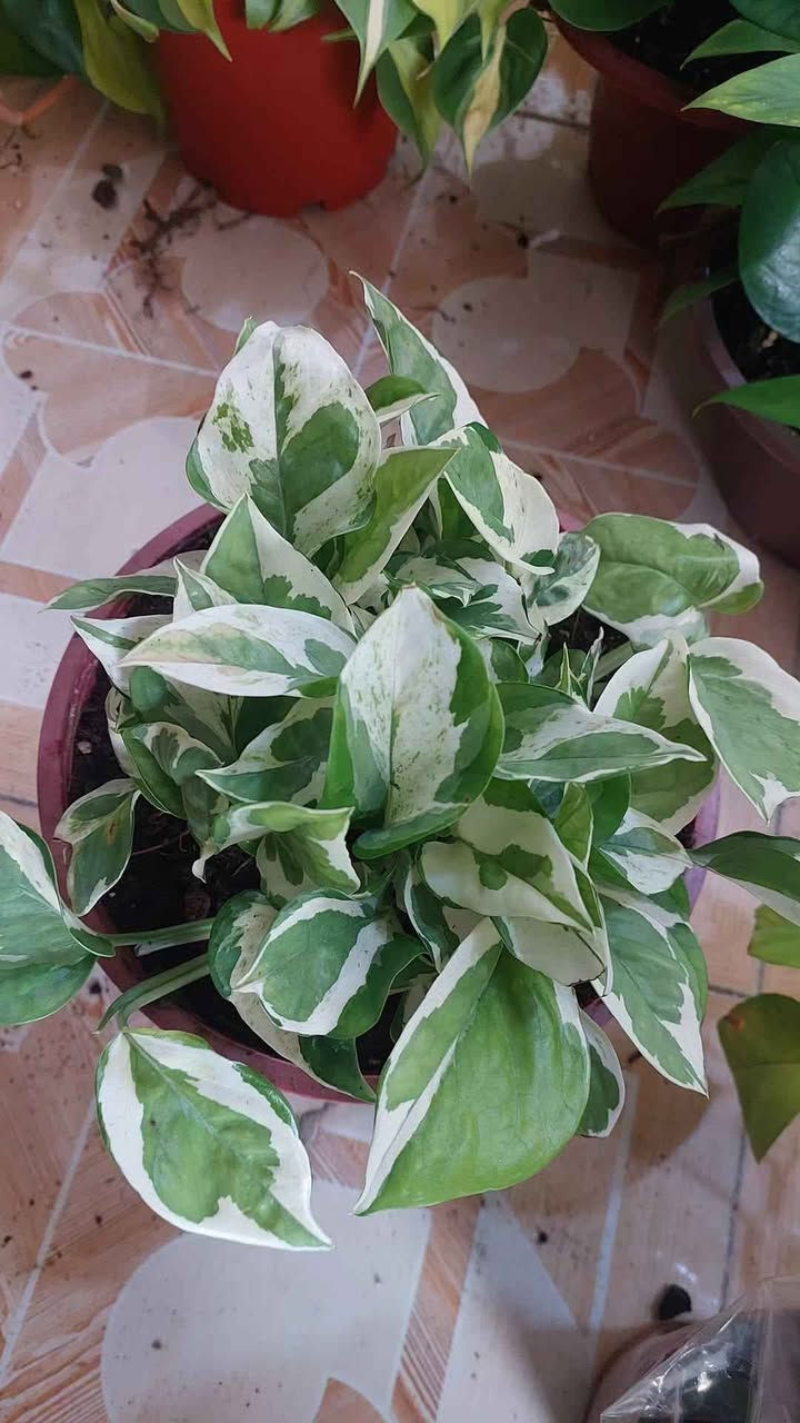 نباتات طبيعية للبيع هولنديه يوجد توصيل جميع محافظات


**إذا كنت صاحب هذا الإعلان وتريد حذفه لأي سبب، رجاءا أرسل رسالة إلى الدعم الفني**