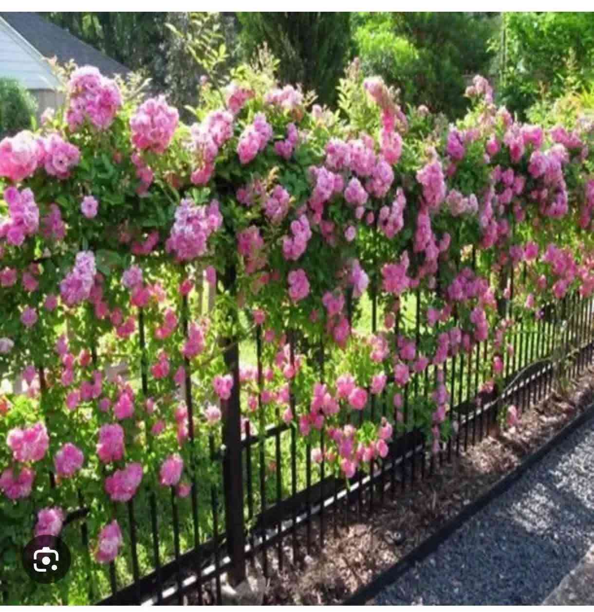 متوفر كافه انواع اشجار الياسمين للاستفسار 0795859898 يوجد خدمه التوصيل


**إذا كنت صاحب هذا الإعلان وتريد حذفه لأي سبب، رجاءا أرسل رسالة إلى الدعم الفني**