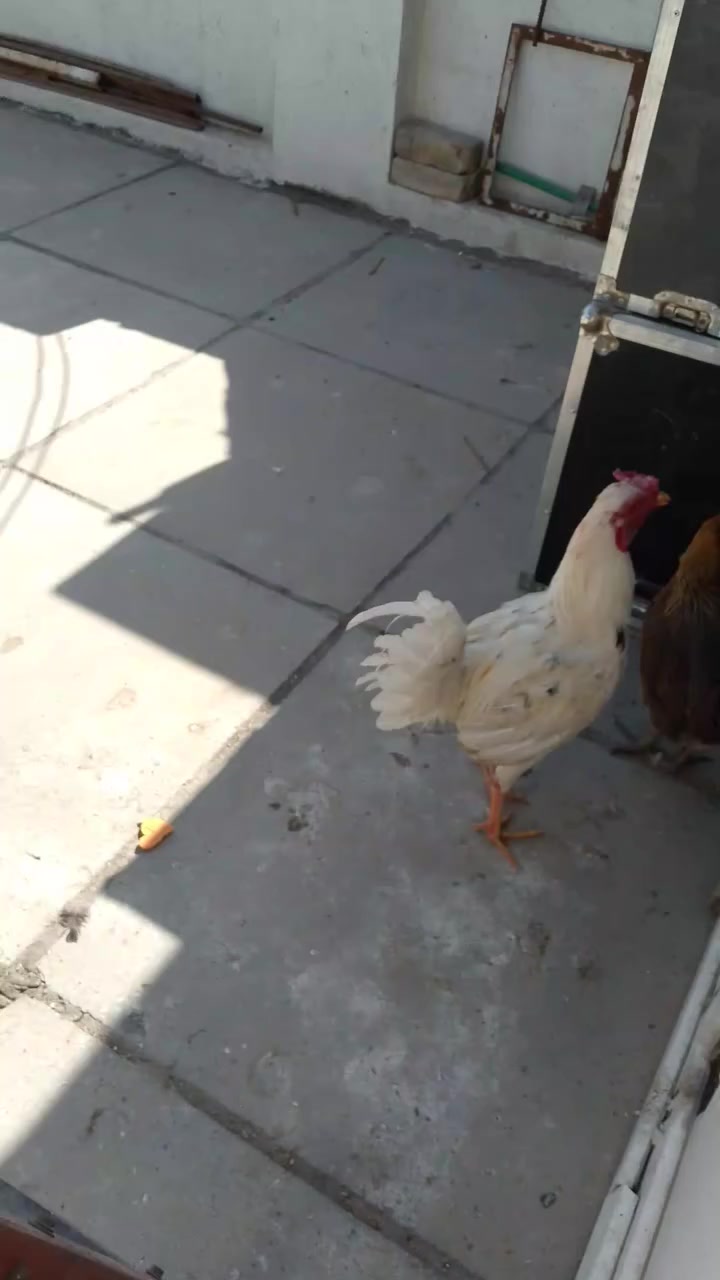 35 ..*********** تقريبن عمر سنه الامين لثانيه
