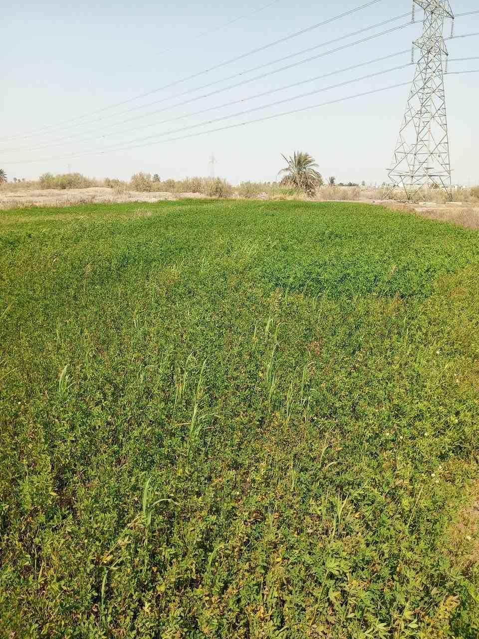 أرض زراعيه  قرار 35  للبيع المساحه الكليه 10 دونم نزال 207 وعرض 120
متوفر ماي سقي وشرب كهرباء  مشروطه  وشارع

 ارض زراعيه  وخاليآ مزوع جزء منها  مباشر ع الشط الوفاء

  العنوان ناصريه  منطقة  القريه العصريه  نهاية المنطقة

 تصلح مزرعه  او الاغراض تجاريه  

  سعر الدونم الواحد  20  وبي مجال بسيط   

 للاستفسار مراسلتي


**إذا كنت صاحب هذا الإعلان وتريد حذفه لأي سبب، رجاءا أرسل رسالة إلى الدعم الفني**