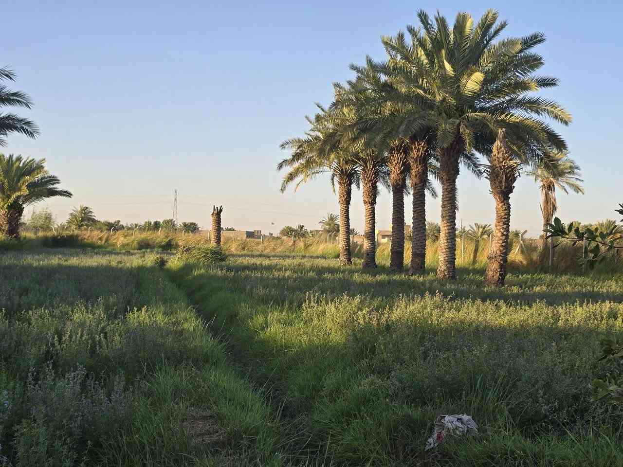للبيع
بستان  

مساحة دونمين 
طريق السنيه السياحي 
نزله البو شهيب 
سند ٢٥ 
متوفر كافه الخدمات 
ماء
كهرباء 
للاستفسار مراجعة مكتب السنيه للعقار 
قرب جامع السنيه الكبير 
***********
