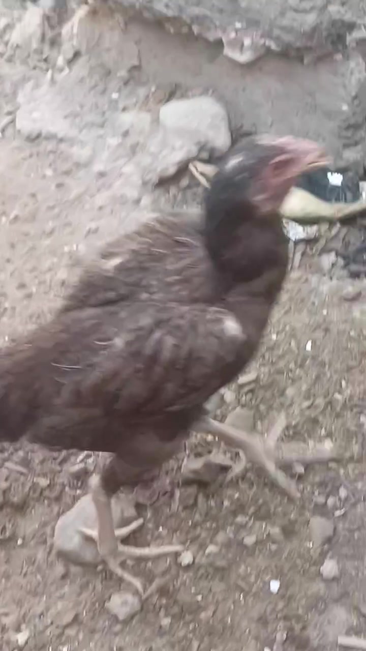 للبيع دجاج هراتي جنس تركي سعر خاص


**إذا كنت صاحب هذا الإعلان وتريد حذفه لأي سبب، رجاءا أرسل رسالة إلى الدعم الفني**
