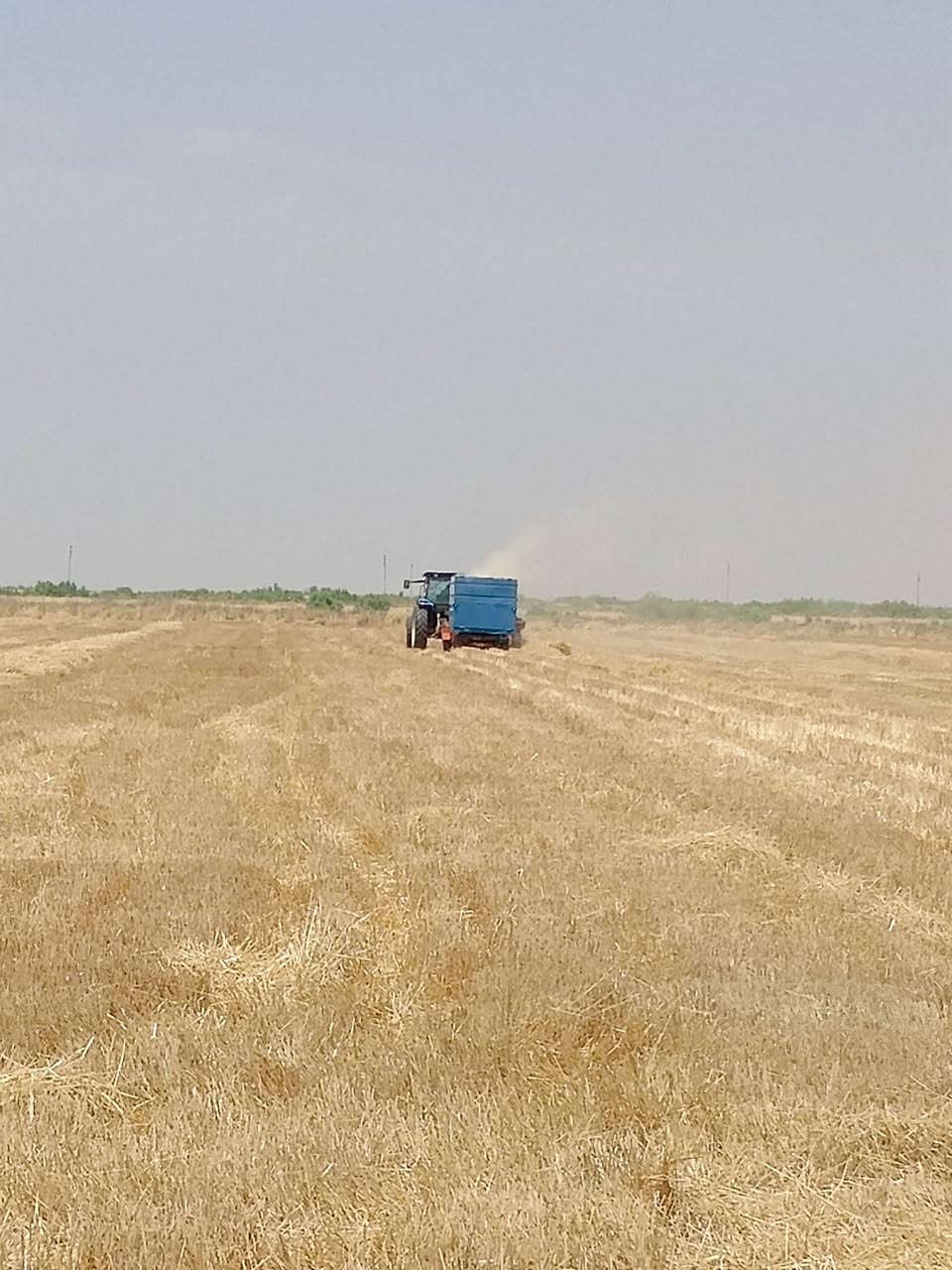 يوجد تبن حنطه بسعر مناسب***********
