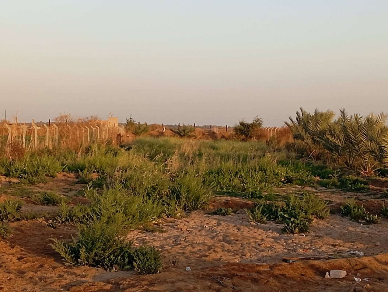 السلام عليكم دونم ونصف طريق الحمزة عالشط المبطن كهرباء ومسيج وبي أشجار النخيل وتين رمان عنب ارض صالحة الزراعة *********** واتساب اتصال للاستفسار
