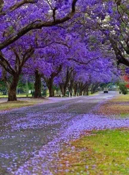 متوفر الان
ارتفاع الشتلة ..   اقل المترين  للحجز واتساب 
***********  العنوان بغداد الداوودي شارع هيل وزعفران خلف ثانوية الفضيلة      ... يوجد توصيل بغداد فقط 

شجرة الجكراندا 
تتميز برائحة اوراقها وازهارها ذات اللون البنفسجي 😎✋🏻
 تعريفية لشجرة الجاكرندا 
🌸الجاكرندا شجرة مزهرة شديدة التحمل للجفاف، وسريعة النمو، أوراقها جذابة مركبة ومزدوجة مترتبة بشكل متعاقب، وأزهارها جميلة زرقاء أو بنفسجية.
🌸تعد شجرة الجاكرندا من أشجار الزينة التي تخطف الأنظار لجمالها بسبب أزهارها الأرجوانية الجميلة، لذلك يمكن زراعتها في الأماكن والحدائق العامة بسبب قيمتها التزيينية.
🌸تعد شجرة الجاكرندا شجرة ظل نظرًا لحجمها الكبير الذي يأخذ شكل المظلة، وسماحها بمرور كمية قليلة من الضوء من بين أفرعها.
🌸يمكن لشجرة الجاكرندا أن تعيش لمدة تصل إلى 200 عام.
🌱 
🌱 - حافظ على التربة رطبة دائمًا عن طريق ريها بانتظام.
