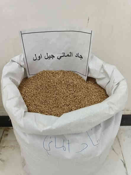 السلام عليكم
يتوفر لدينا مجموعة من بذور الحنطة في مخازننا في السماوة طريق المهدي وبالاصناف التالية  
للاستفسار او عبر الواتساب
***********
***********
1- العربية الايطالي المغلف
2- وفية الفرنسي مغلف جيل أول
3- جاد ألماني مغلف جيل أول
4- نزار مغلف جيل أول تركي
