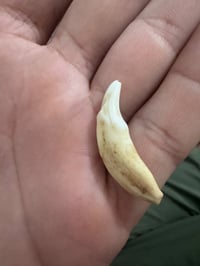 سن ذئب • سن ذئب اصلي • مجوهرات • زينة • ذئب