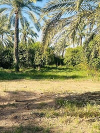 يا الله السلام عليكم 1600م تحويل بلاسم طابو 25 وجه 23 العنوان بغداد ال...