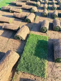 الثيل الأول • ديالى • جودة عالية