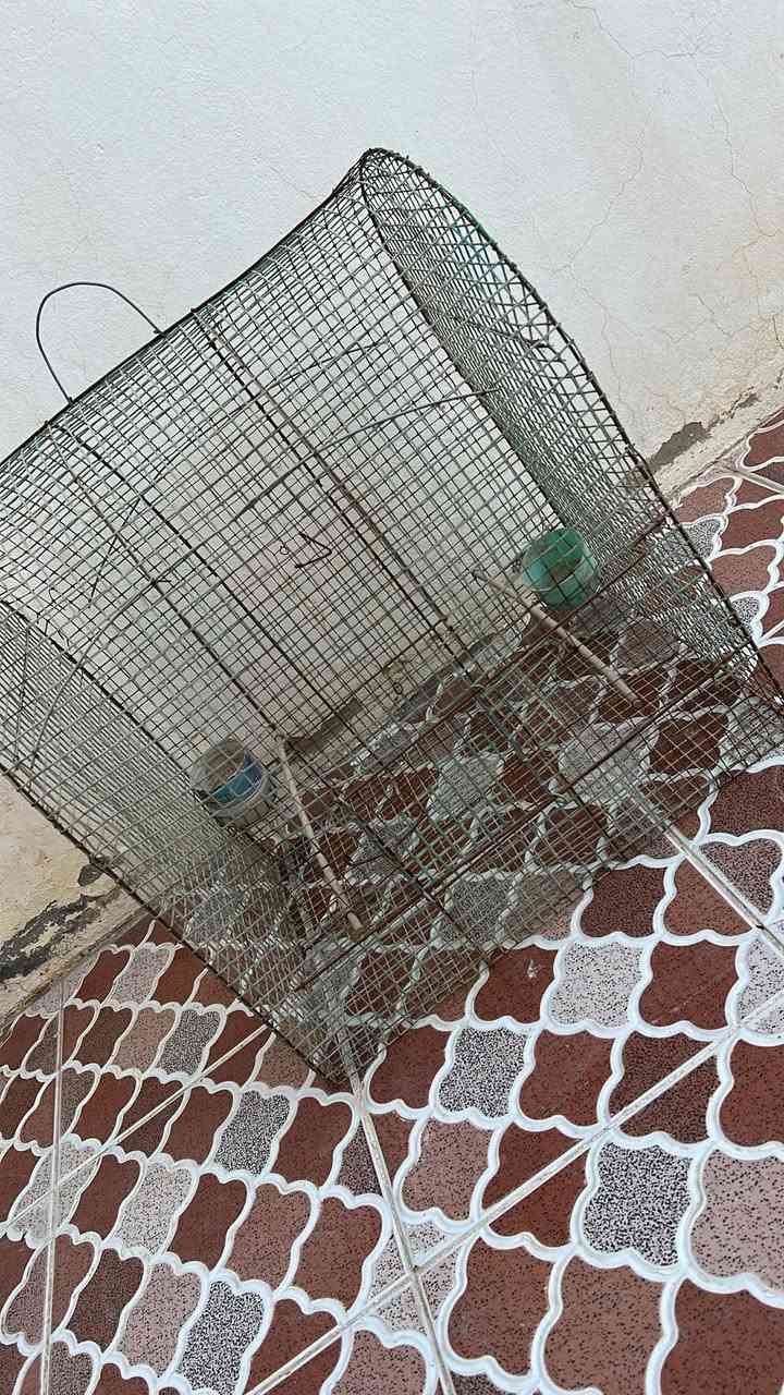 قفص للبيع


**إذا كنت صاحب هذا الإعلان وتريد حذفه لأي سبب، رجاءا أرسل رسالة إلى الدعم الفني**