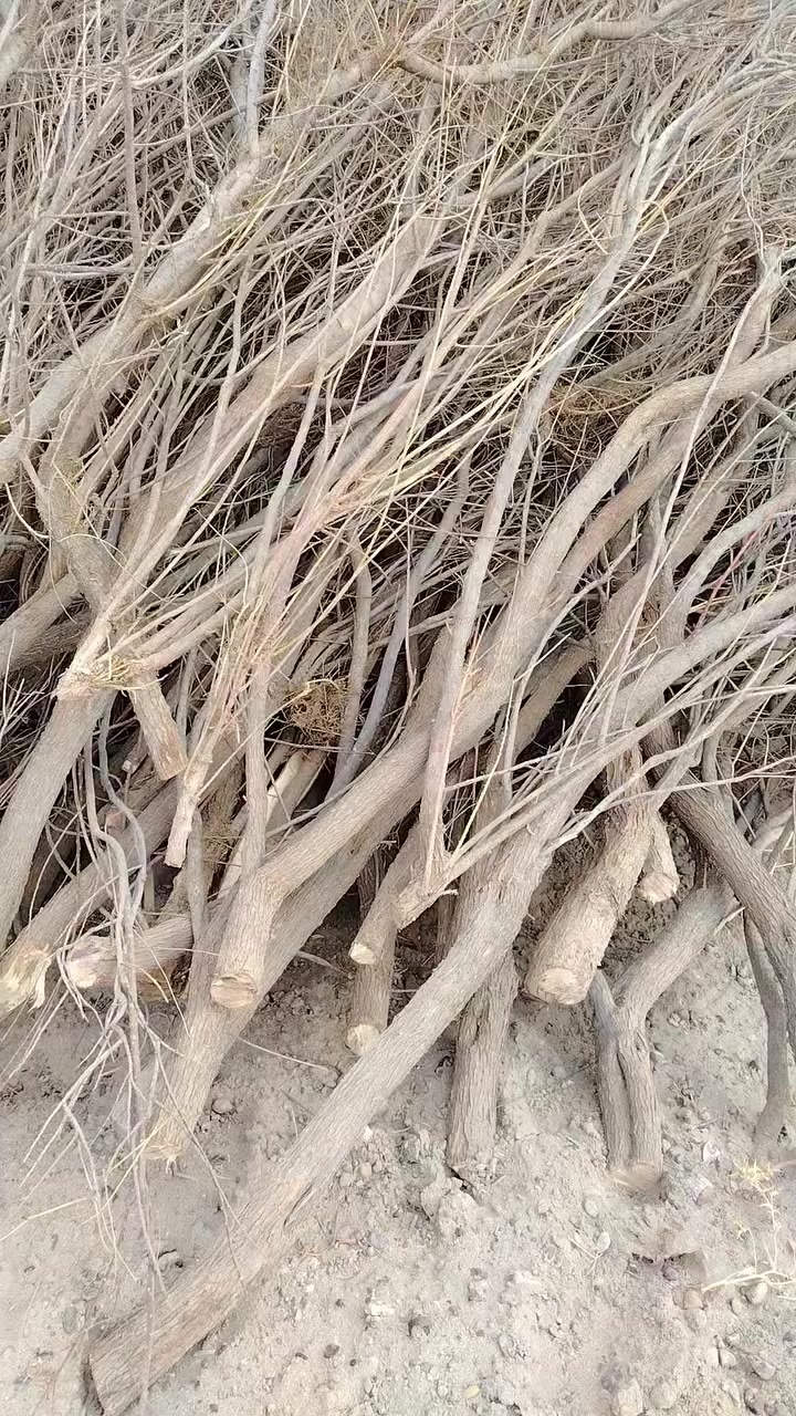 سلام عليكم حطب🪵🪵 طرفه خشانه خير م̷ـــِْن •اللّـہ̣̥  للبيع @***********
