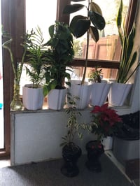 نباتات ظلية • توصيل اربيل • روشنبيري