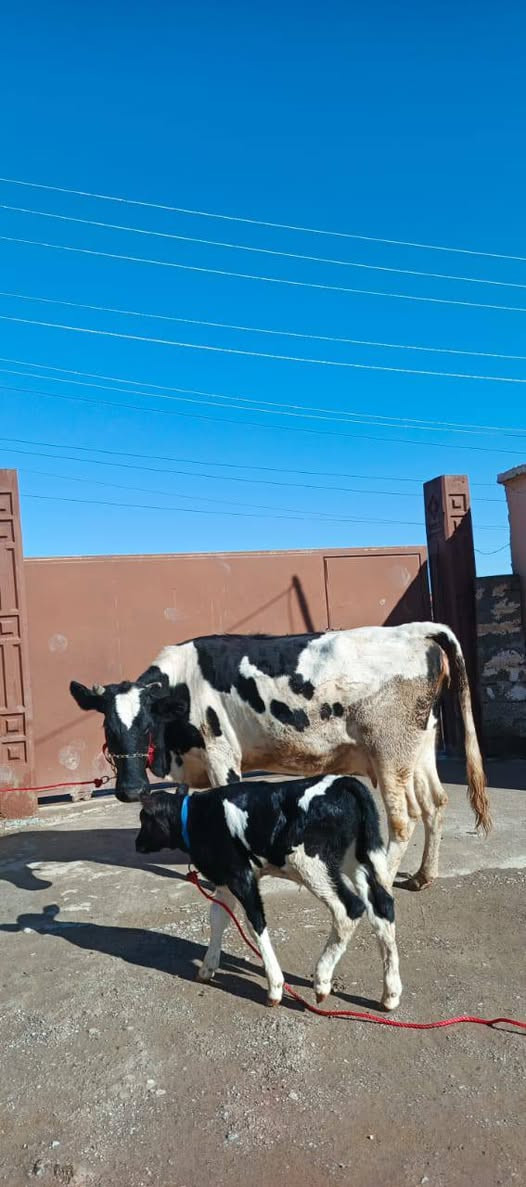 السلام عليكم
مكلف بنشر اتصل علا راعيه 
بجر هولشتاين الصلي رقم واحد 1⃣ مال بيت اهله جنايه وراها حوليه هولشتاين تلقيح جمه تحلب حليب خير من الله ودسه حيل السعر وباقي التفاصيل اتصل علا راعيه وتدلل المكان صلاح الدين قضاء الشرقاط قريت شكراً يوجد خدمت توصيل ***********‬‏
