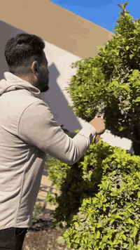 حدقجي كركوك • ساحة احتفالات • نباتات حدايق