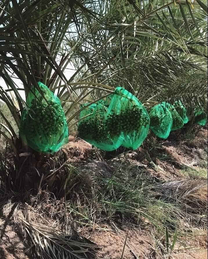 تم وصول 

اكياس تغليف عثوق النخيل

⭕نوعية ممتازة 
مصنوع من مادة بولي اثيلين عالي الكثافة HDPE
فتحات صغيره جداً لتحافظ على العثوق من الحشرات 

 وسط 70 سم * 90سم  

توجد بلون الاخضر

الفوائد تكميم عثوك النخيل

🔺المحافظه على حيويه الثمار وحمايتها من الظروف الخارجيه 
🔺تقليل فقدان الرطوبة من الثمار 
🔺حمايه المنتج من الاصابه بحلم العناكب 
🔺تقليل تأثير الاصابه بحشرة الدوباس ومخلفات الحشرة 🔺تقليل تأثير اشعه الشمس على المنتج
🔺منع تلوث المنتج بالاتربه الخارجية 
🔺منع تأثير الطيور والحشرات والزنابير على المنتج 
🔺المحافظه على الثمار المتساقطه في مرحله النضوج وتتجمع في أسفل الكيس وعدم تساقطها على التربة
🔺  سهولة جني المحصول، فتقطع العذوق داخل الأكياس وتنقل إلى أماكن نظيفة.

🔺 توفير في تكاليف الأيدي العاملة اللازمة لجني الثمار

ويمكن تكميم عثوق النخلة وترك واحد او اثنين من العثوق للعصفور والطير والحيوانات لتعم البركة في المحصول ..

🔴يوجد توصيل لجميع محافظات العراق

للحجز ارسال الرقم و العنوان و العدد على الخاص الماسنجر  او الوتساب 
*********** 

#اكياس #نخيل #اكياس_نخيل
