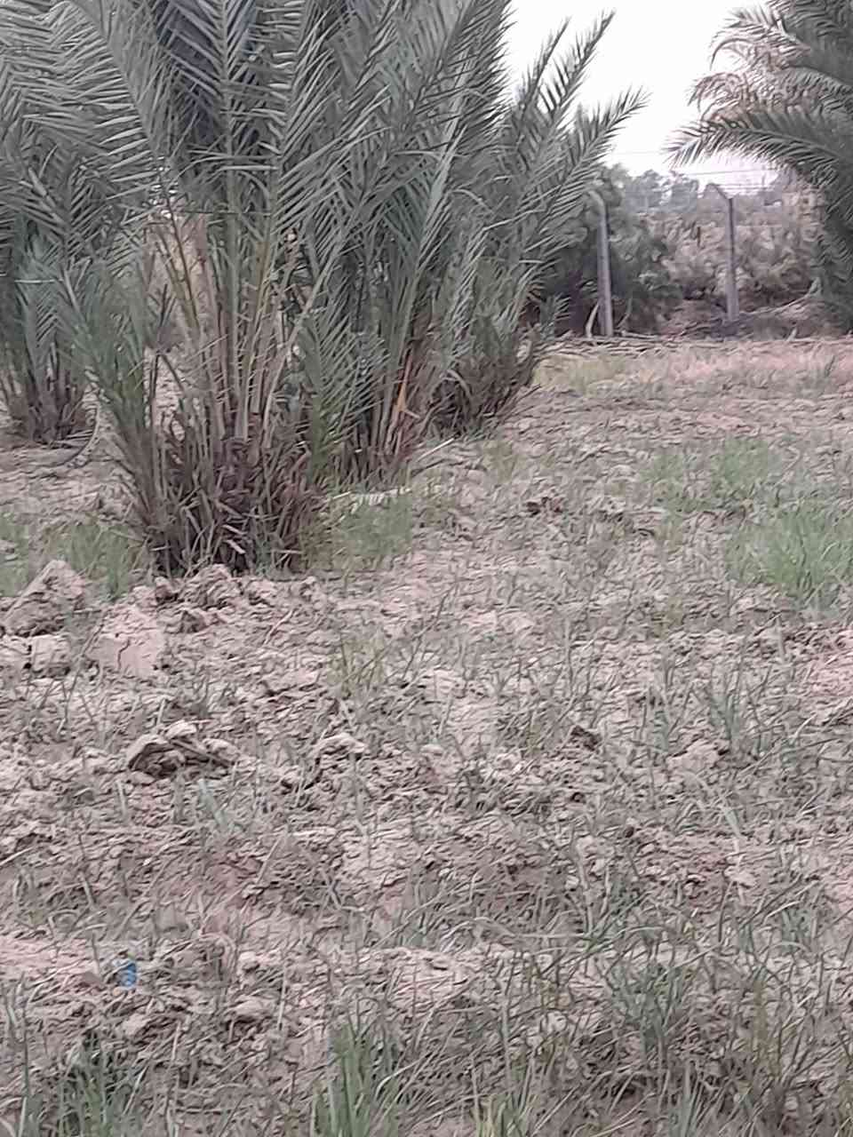 السلام عليكم يوجد لادينه نخل للبيع  من متر ولحد ٣متر النخل كلا حمال ومحمل حالين الرغب بل شراء هاذا رقمي ***********
