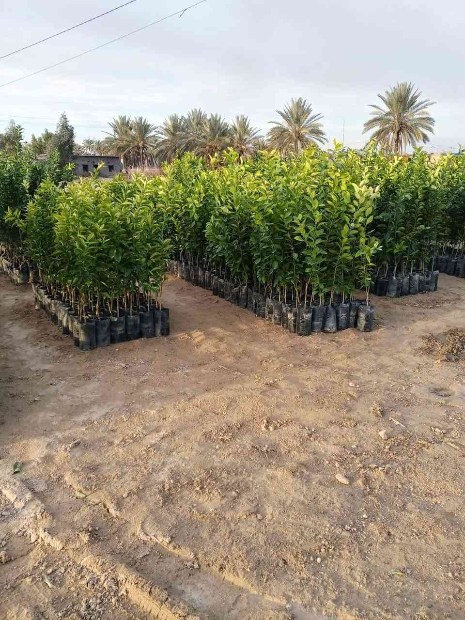 السلام عليكم ورحمة الله وبركاته
مكلف بالنشر 
مشتل الزوية يعود من جديد مع بداية الموسم

العنوان الزوية قرب مفرق المدينة السياحية

*********** واتساب

***********
