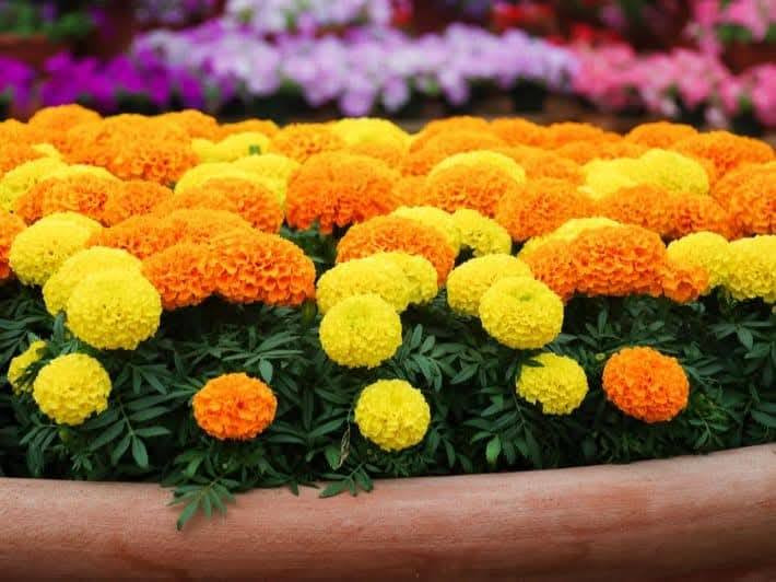 يتوفر #بذور أنواع الورد مغلفات 
سعر المغلف ١٥٠٠ الف ونص
ديالى الخالص قرية جديدة الأغوات الشارع العام مجاور محلات ابو عقيل الكصاب العبيدي***********
لا يوجد خدمه توصيل
