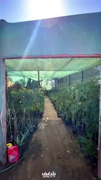 مشتل غصن الورد • قضاء الفجر • أشجار وورود