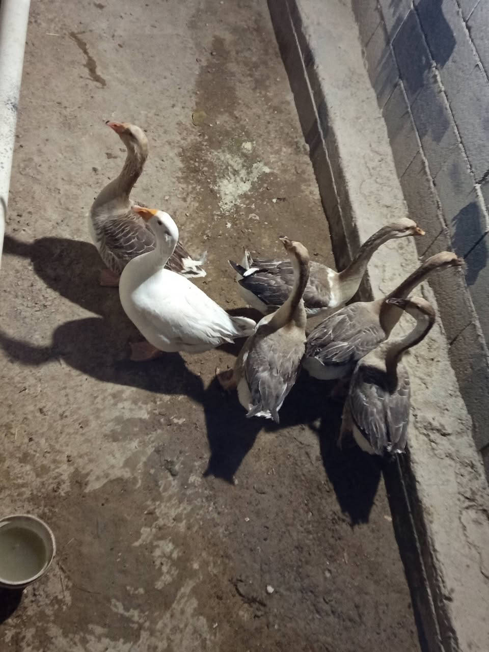 زوجين بط كوبرى + زوج عادي للبيع مكلف بل نشر


**إذا كنت صاحب هذا الإعلان وتريد حذفه لأي سبب، رجاءا أرسل رسالة إلى الدعم الفني**