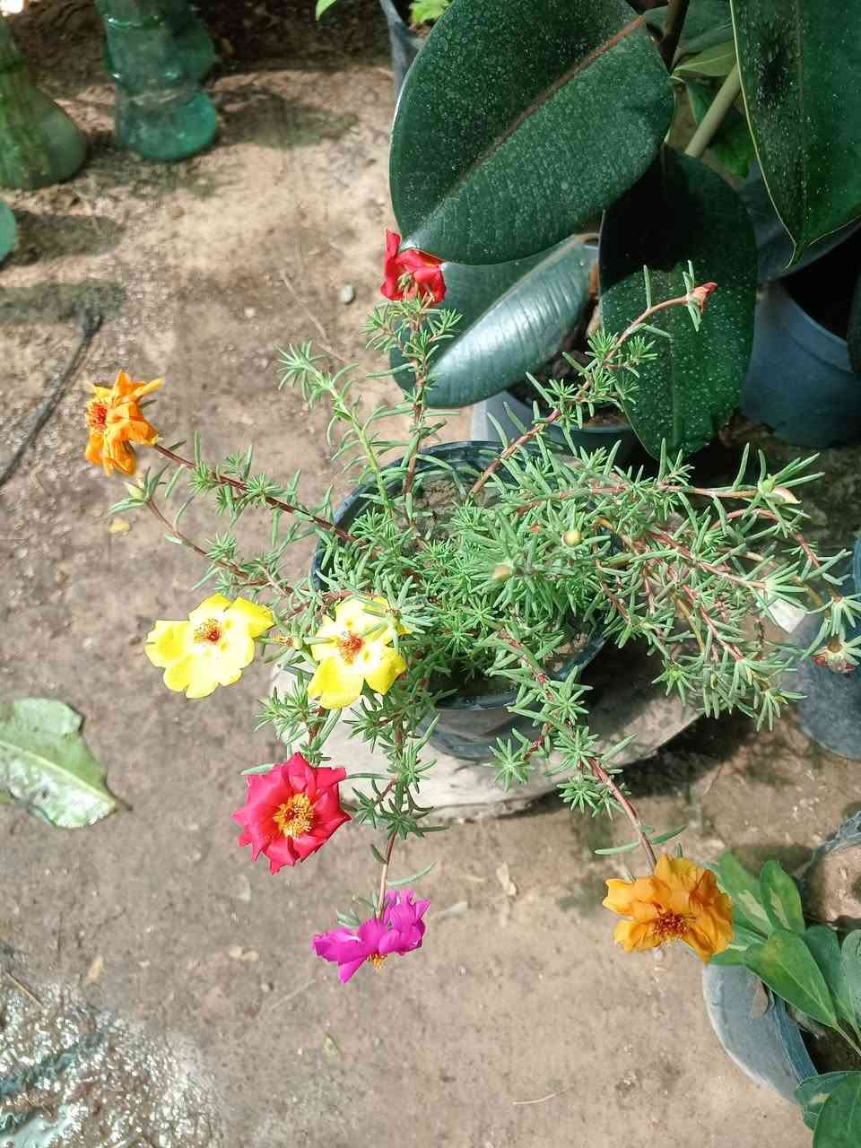 سموود گەیاندن هه یە


**إذا كنت صاحب هذا الإعلان وتريد حذفه لأي سبب، رجاءا أرسل رسالة إلى الدعم الفني**