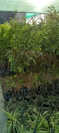 حمضيات • توصيل كركوك • أسعار مناسبة