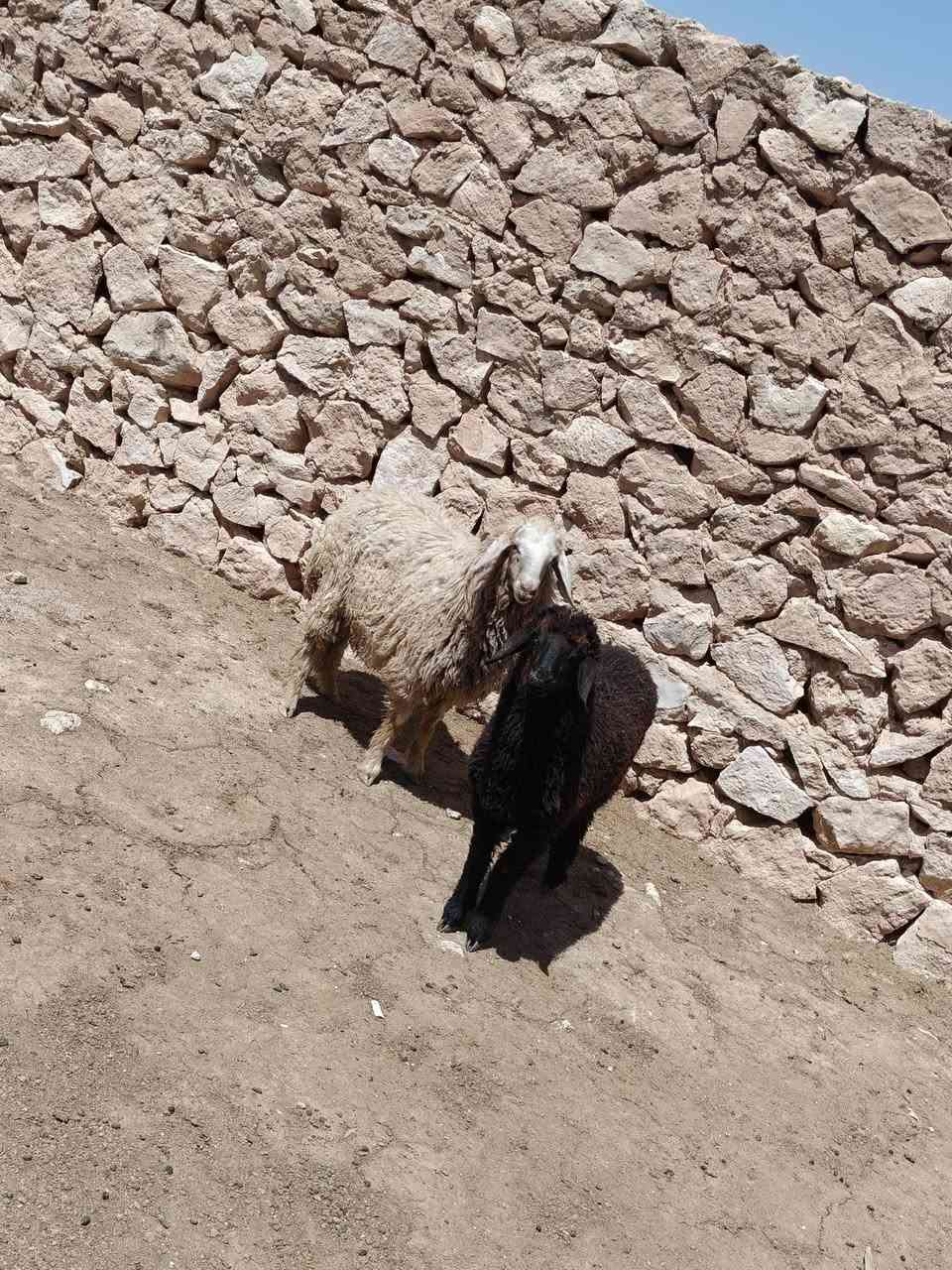متاح فطايم حلوات واحد عشمه واحد سود خشنه وسمن حلال نضيف درجه أول فول مكفول وين جنايه عل حلال نضيف سعر خاص مكان بروانه سنجك يوجد توصيل حسب لاتفاق ***********
