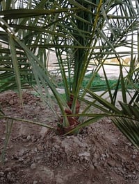 نخيل بروحي • نخيل مجهول • بيارم ايراني