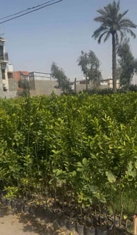 شجرة برتقال • فوق المتر • كنعان نهر ابراهيم