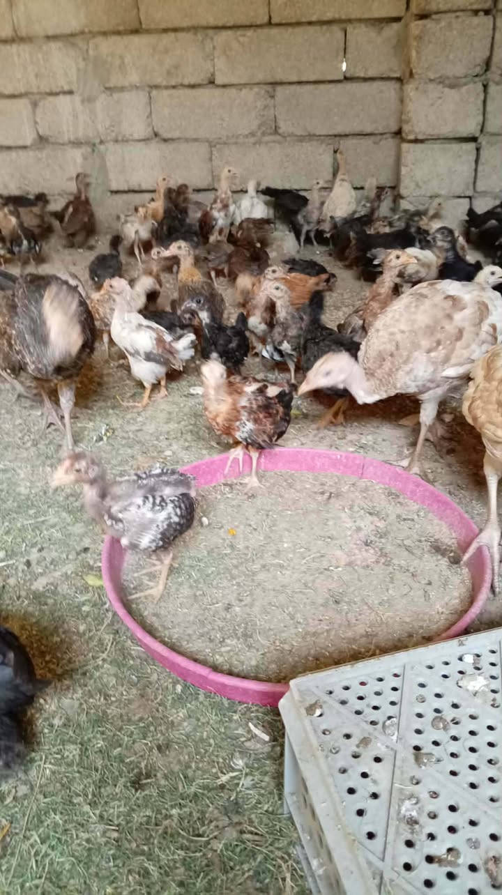 متاح صواصي عرب سعر  الزوج 6 قفل اتصل  ***********
